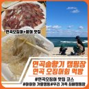 연곡 | 강릉 연곡솔향기 캠핑장 후기｜연곡오징어 먹방까지 완벽한 11월 가을캠 추천