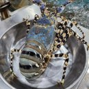 빵빵 터지는 여행영어 | 다낭레스토랑 중 가성비 1등? 다낭맛집 FA Lounge 후기