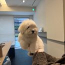 스니프 아틀라스 이미지