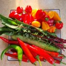 양지리 농장 이미지