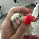 보성통증동물병원