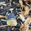 아성농장 이미지