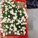 썬비치민박 이미지