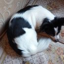 까치울초등학교 이미지