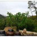 엉게나무 이미지