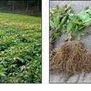 귀농영농 선진농업▒채소-흙탕물 발생 억제효과 높은 고급산나물 ‘눈개승마’ 이미지