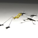 소금쟁이 이미지