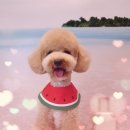 그루밍조이 이미지