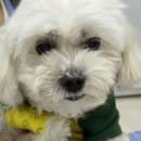 마루치과병원 | [오복동물치과] 마루의 치과 치료 후기