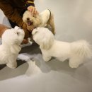 스타몽 | 강남 강아지 유치원 매일 산책하는 서초 애견유치원 스타몽