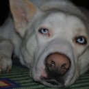 서울수유동물약국 이미지