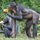 보노보 이미지