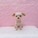 예쁘다 펫살롱 이미지