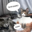[궁디팡팡 캣페스타 32nd 후기] 찐보당 스크래쳐 털러 부산 가자♪