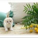 네발하우스 고양이전문 마포점 이미지