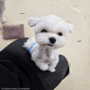 멍린이집 이미지