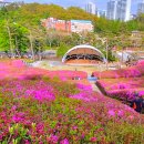 수리산건강식품 | 이번 주말 진짜 마지막 타이밍｜군포 철쭉축제 2026 완전 공략 (개화·주차·야간 핵심)
