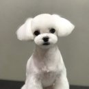 기억하개 이미지