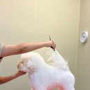 향남펫살롱 이미지