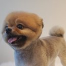아따멍멍 이미지