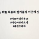 아로마인하우스