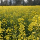 성읍리-9 이미지