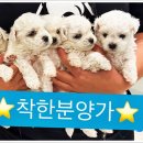 미니퍼피 이미지