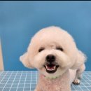 힐스 펫살롱 이미지