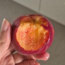 김종달농장 | 복친자의 내돈내산 복숭아들 후기