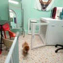 유폴 평택지제역점 | 안전하고 친절한 평택애견호텔 유폴 평택지제역점 이용후기!