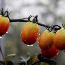 다.복순대국밥 이미지