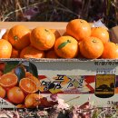 달콤달달 | 달콤함 가득한 ‘달달하지 제주감귤’ 먹은 후기!