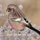 홍 이미지