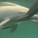 돌고래약품 이미지