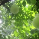 금대농장 이미지