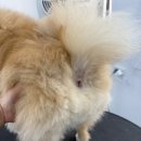 아름답개 이미지