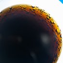 콜라도 서울신문