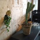 헤이미쉬(Heimish) 이미지