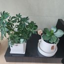 발안화원