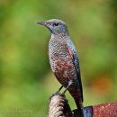 바다직박구리 Blue Rock-Thrush 403 이미지