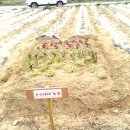 은선농장 이미지