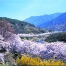 산수애 이미지