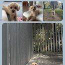 펫티시에 네이버블로그