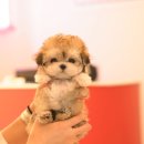 명지애견미용호텔 댕즈니랜드 본점 | 울산애견분양 소중한 가족이야