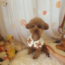 예쁘개 반려견미용샵 이미지