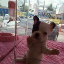 헬로펫 이미지