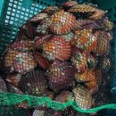 ＜최상급＞ 통영 석화 /하프셀 /생굴 /가리비 /손질장어 /돌문어 /활전복 /바지락 /뿔소라 /반건조오징어 택배 이미지