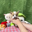 애견왕국 이미지