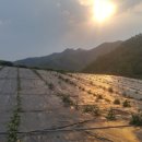 석영농장 이미지