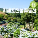 장승포마을회관 | 거제도 여행지 지세포성 수국 7월 거제도 애견동반 가볼만한곳 추천